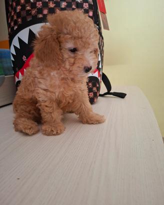 barboncino toy