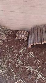 Testuggine Sulcata + Documentazione CITES