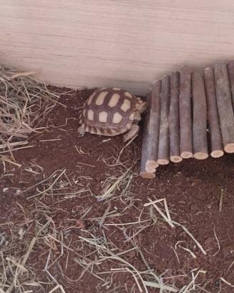 Testuggine Sulcata + Documentazione CITES