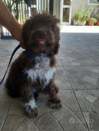 Lagotto Romagnolo 