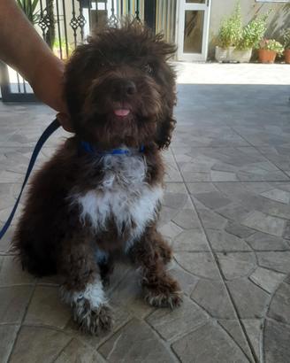 Lagotto Romagnolo 