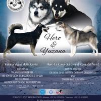 Cuccioli Alaskan malamute