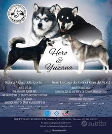 Cuccioli Alaskan malamute