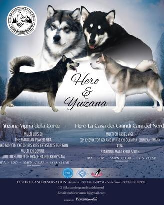 Cuccioli Alaskan malamute