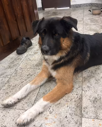 Cuccioli di pastore molto teneri