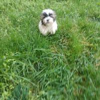 Shihtzu