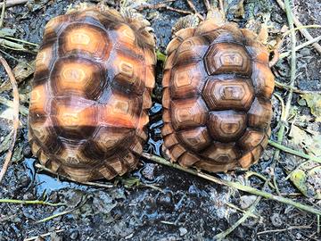 Sulcata