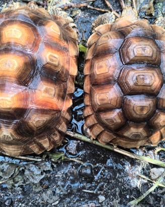 Sulcata