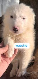 Cuccioli maremmano 3 mesi