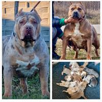 American bully XXL