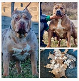 American bully XXL