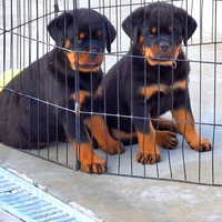 Cuccioli rottweiler