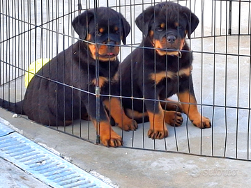 Cuccioli rottweiler