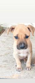 Pitbull cucciola adba