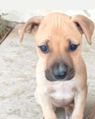 Pitbull cucciola adba