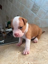 American pitbull terrier