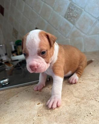 American pitbull terrier