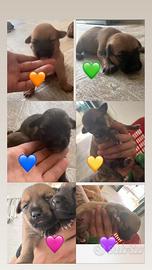 Dono meticci di mamma volpina