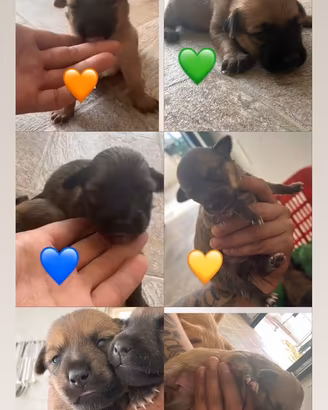 Dono meticci di mamma volpina