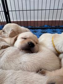 Cuccioli di labrador retriever gialli con pedigree
