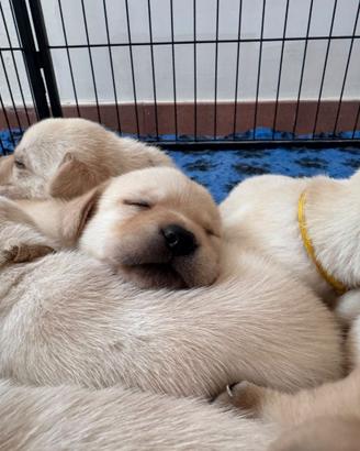Cuccioli di labrador retriever gialli con pedigree