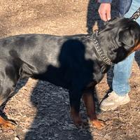 Rottweiler Maschio di Razza Pura - 22 Mesi