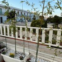 Piante di bambu in vaso come da foto