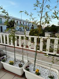 Piante di bambu in vaso come da foto