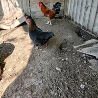 Galline galli americani