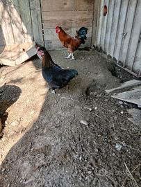 Galline galli americani