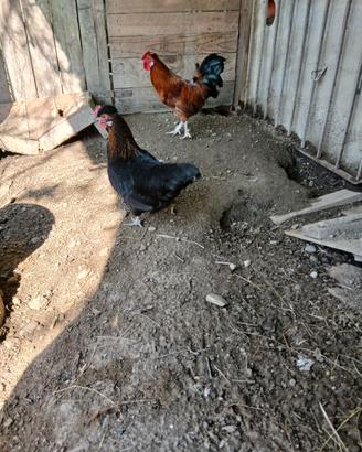 Galline galli americani