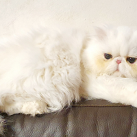 Stupendo gatto persiano ipertipico