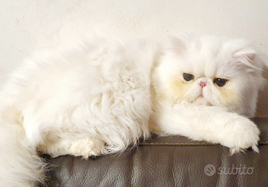 Stupendo gatto persiano ipertipico