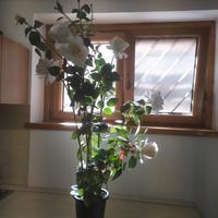 PIANTA DI ROSE ECOLOGICA! 