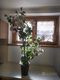 PIANTA DI ROSE ECOLOGICA! 