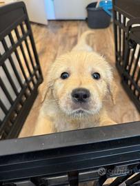 Dolcissima cucciola di GOLDEN retriver