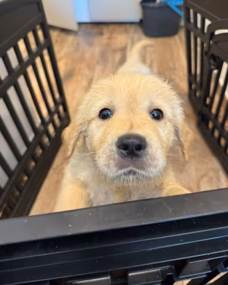 Dolcissima cucciola di GOLDEN retriver