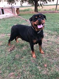 Rottweiler femmina