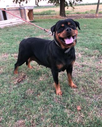 Rottweiler femmina
