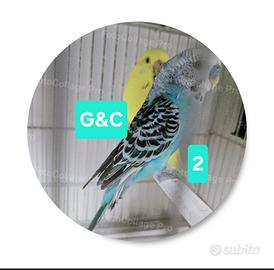 coppia cocorite