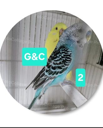 coppia cocorite