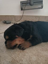 Rottweiler