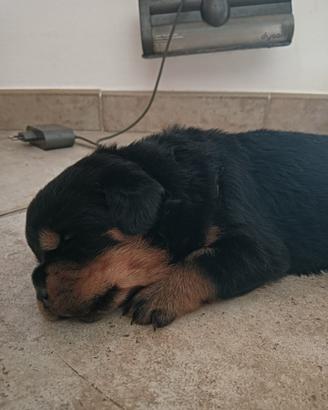 Rottweiler