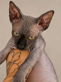 Sphynx maschio con pedigree