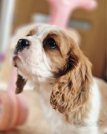 Cavalier king