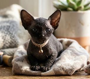 Cuccioli sphinx