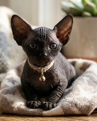 Cuccioli sphinx