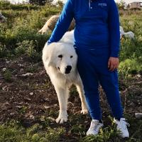 Cuccioli di maremmano abruzzese