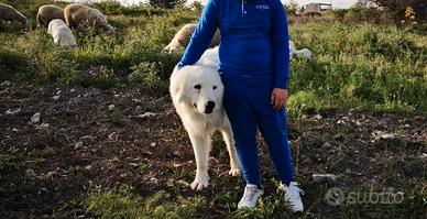 Cuccioli di maremmano abruzzese