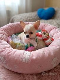 Chihuahua mini toy da borsetta una meraviglia